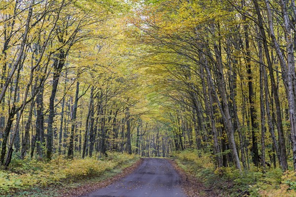 Forest track in autumn