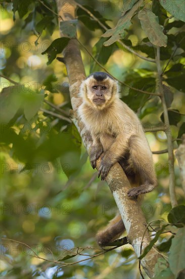 Tufted Capuchin (Cebus apella)