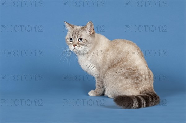 Selkirk Rex cat