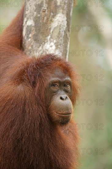 Bornean Orangutan (Pongo pygmaeus)