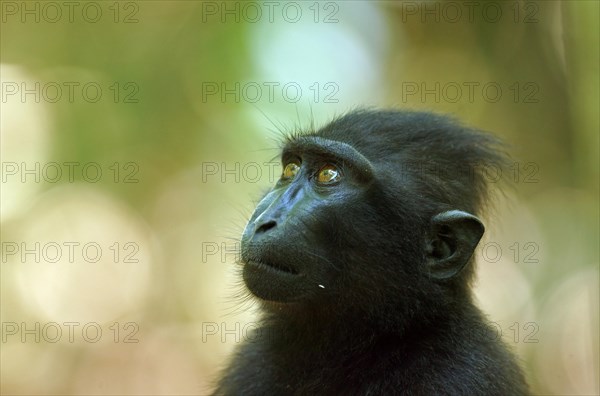 Celebes Crested Macaque (Macaca nigra)