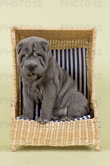 Shar Pei puppy