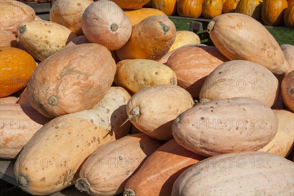 Squashes of the Banana variety