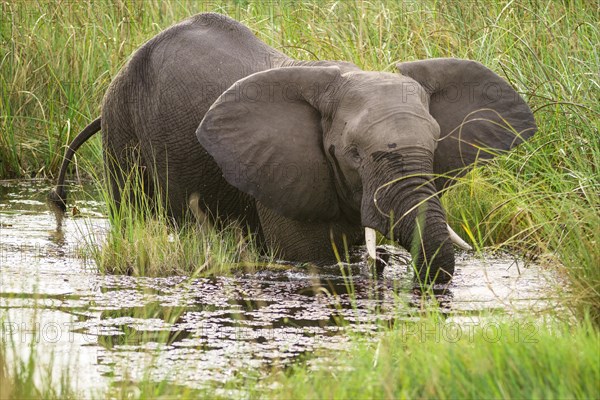 African Elephant (Loxodonta africana) standing in waterhole