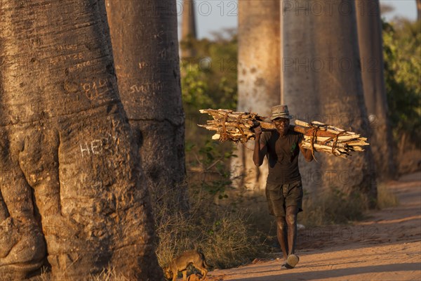 Old man carrying bundles of wood