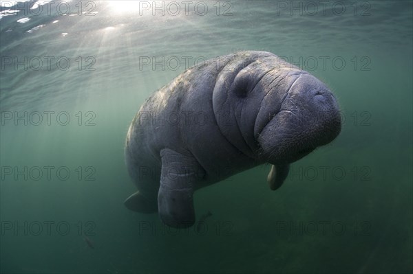 West Indian Manatee (Trichechus manatus)