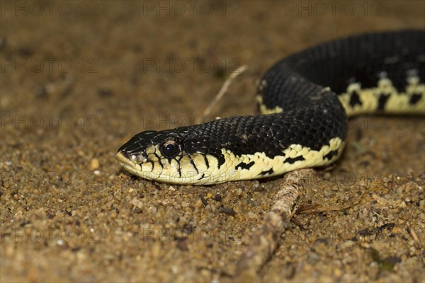 Giant Madagascan Hognose (Leioheterodon madagascariensis)