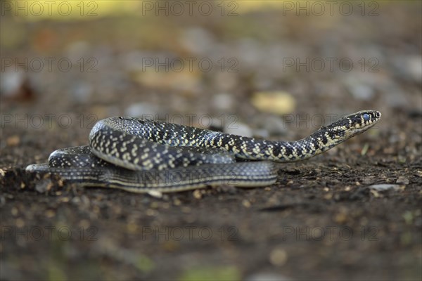 Green Whip Snake or Western Whip Snake (Hierophis viridiflavus)