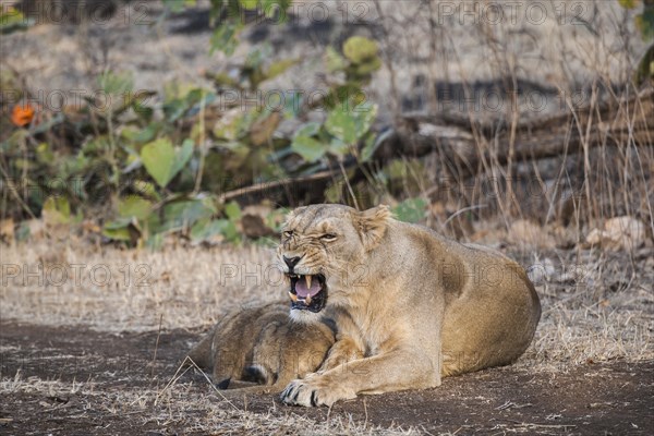 Asiatic lion (Panthera leo persica)