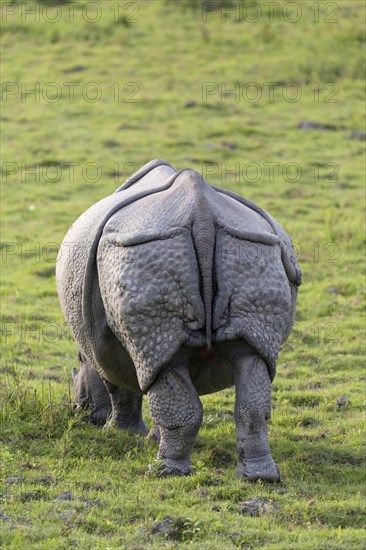 Indian rhinoceros (Rhinoceros unicornis)