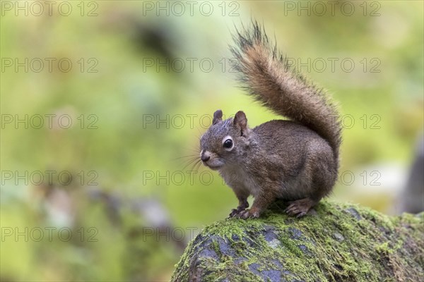 American red squirrel (Tamiasciurus hudsonicus)