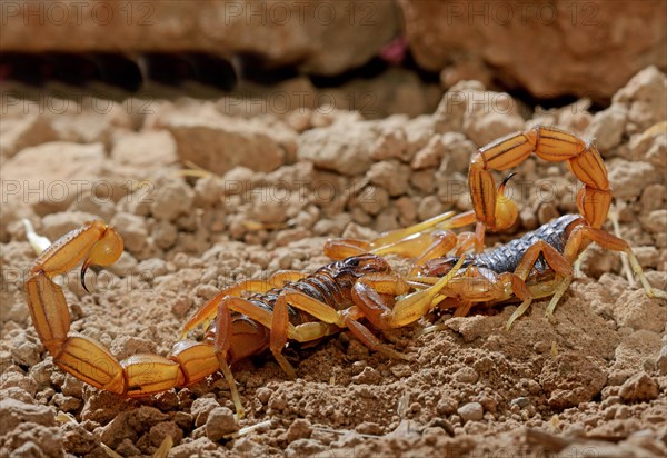 Moroccan scorpion (Buthus mardochei)