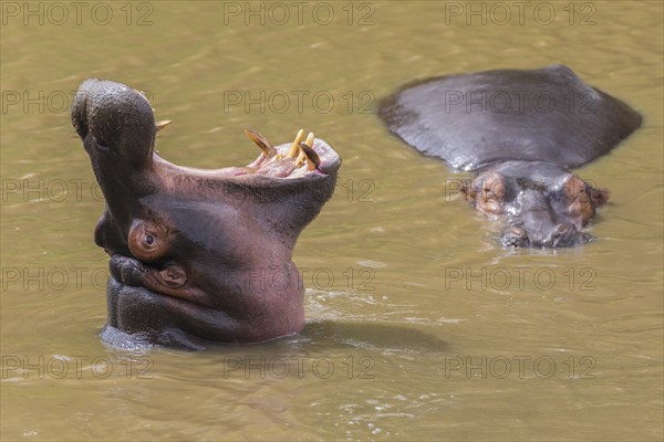 Hippo (Hippopotamus amphibius) with open mouth displaying dominance in a river