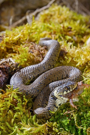 Barred grass snake (Natrix helvetica)