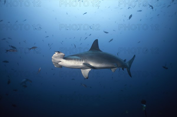 Scalloped Hammerhead Shark (Sphyrna lewini)