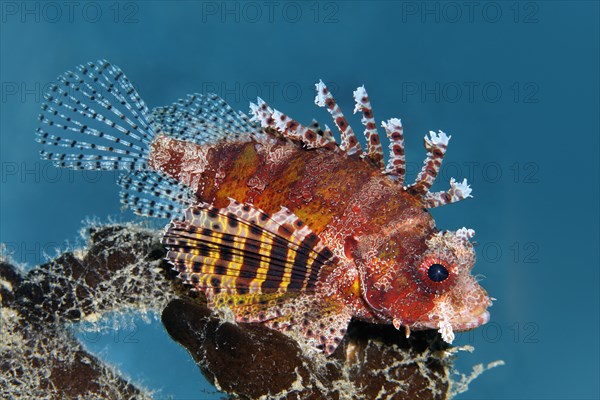 Shortfin turkeyfish (Dendrochirus brachypterus)