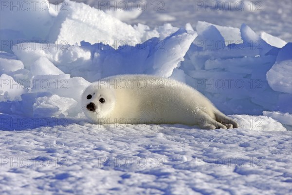 Harp Seal or Saddleback Seal (Pagophilus groenlandicus