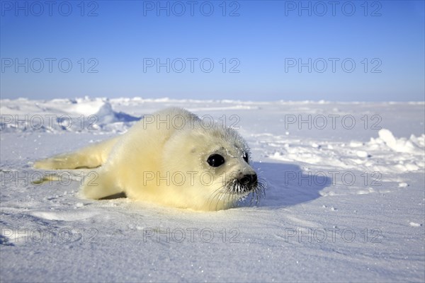 Harp seal (Pagophilus groenlandicus