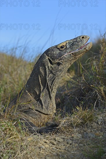 Komodo Dragon (Varanus komodoensis)