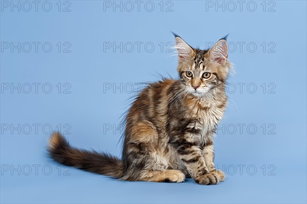 Maine Coon kitten