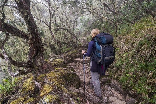 Young woman ascending the Piton des Neiges through the cloud forest