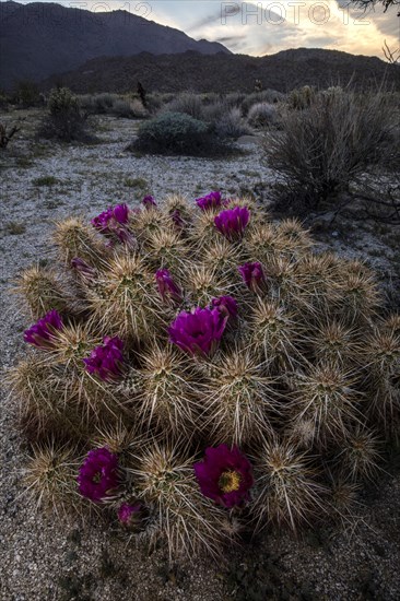 Engelmann's hedgehog cactus (Echinocereus engelmannii)