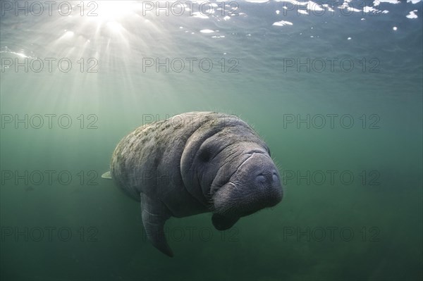 West Indian Manatee (Trichechus manatus)