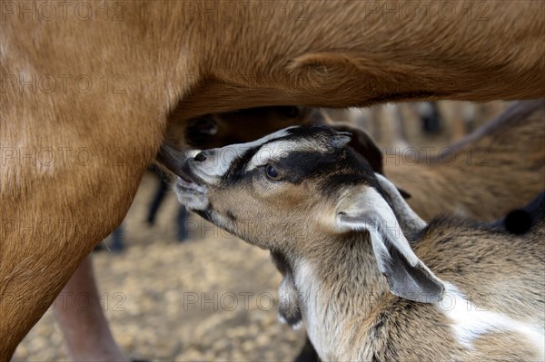 Suckling goatling (Capra hircus aegagrus)