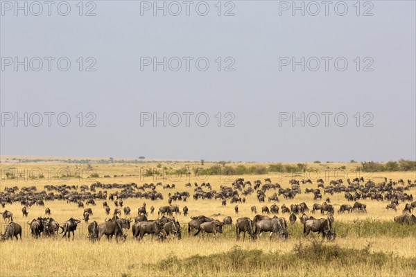 Blue Wildebeests (Connochaetes taurinus albojubatus