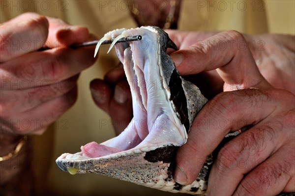 West african gaboon viper (Bitis rhinoceros)