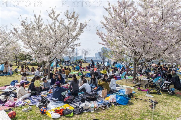 Japanese at picnic