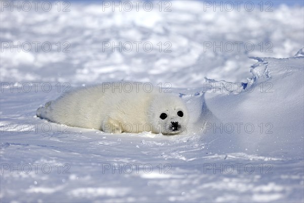 Harp Seal or Saddleback Seal (Pagophilus groenlandicus