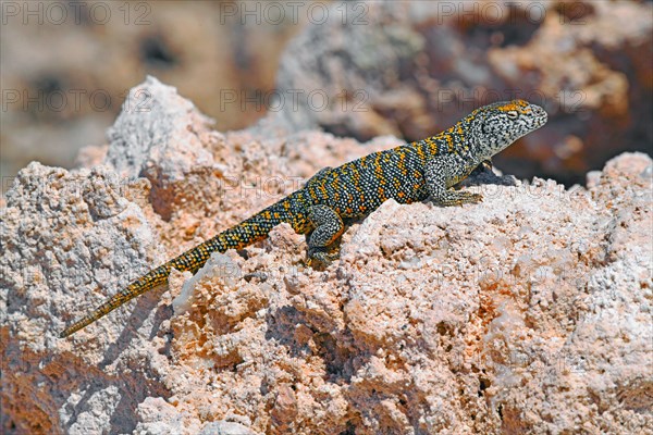 Fabian's lizard (Liolaemus fabiani)