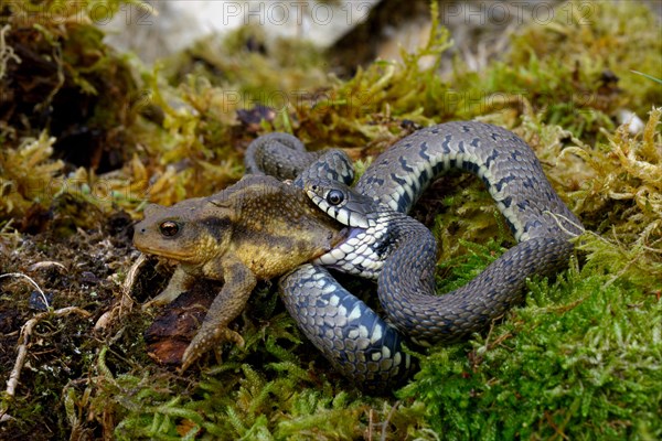 Barred grass snake (Natrix helvetica)