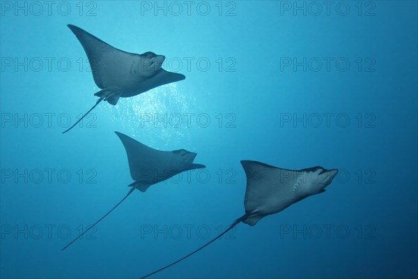 Three Spotted Eagle Rays (Aetobatus narinari)