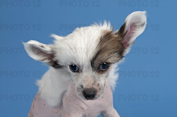 Chinese Crested Dog