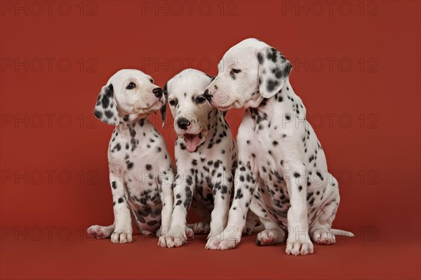 Three Dalmatian puppies