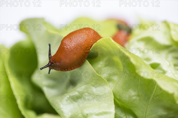 Large Red Slug (Arion rufus)