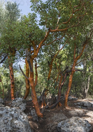 Greek Strawberry Tree (Arbutus andrachne)