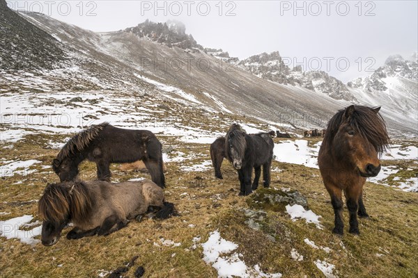 Icelandic horses in winter in front of snowy mountains