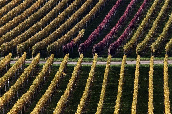 Vineyard in autumn colours