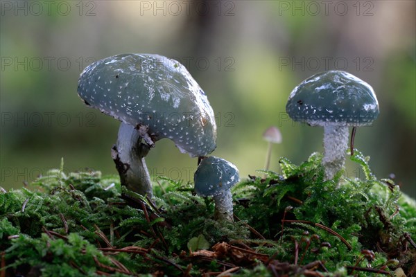 Verdigris Agaric (Stropharia aeruginosa)