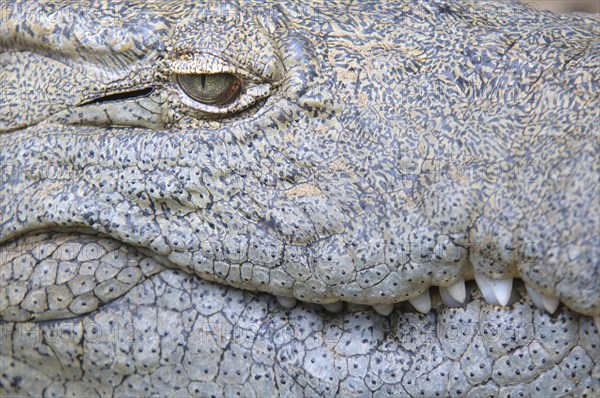 Nile crocodile (Crocodylus niloticus)