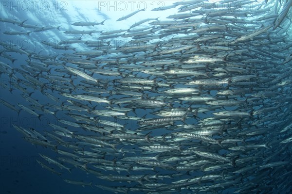 Great Swarm of Blackfin barracudas (Sphyraena qenie)