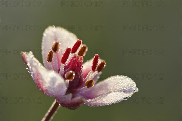 Flowering Rush (Butomus umbellatus)