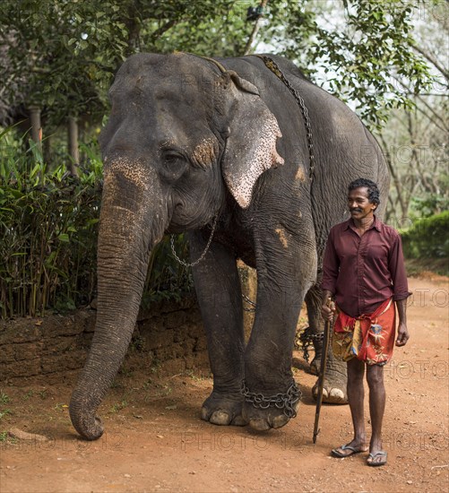 Asian Elephant (Elephas maximus)