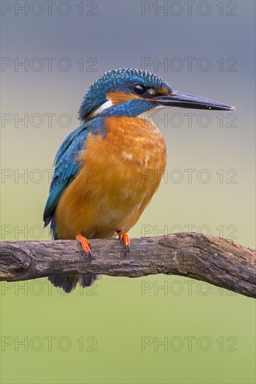 Common Kingfisher (Alcedo atthis)