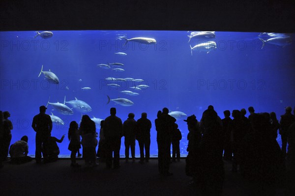 Monterey Bay Aquarium