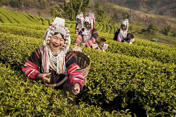 Akha hill tribe women picking tea