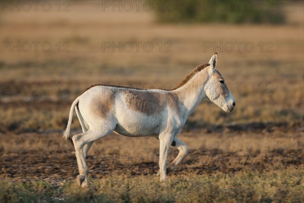 Onager or Asiatic wild ass (Equus hemionus)